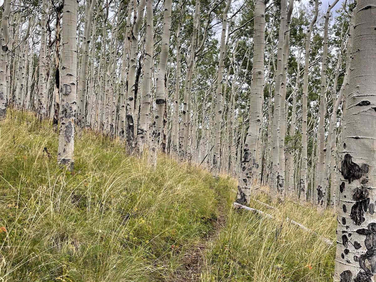 Willow Mine Trail photo 3