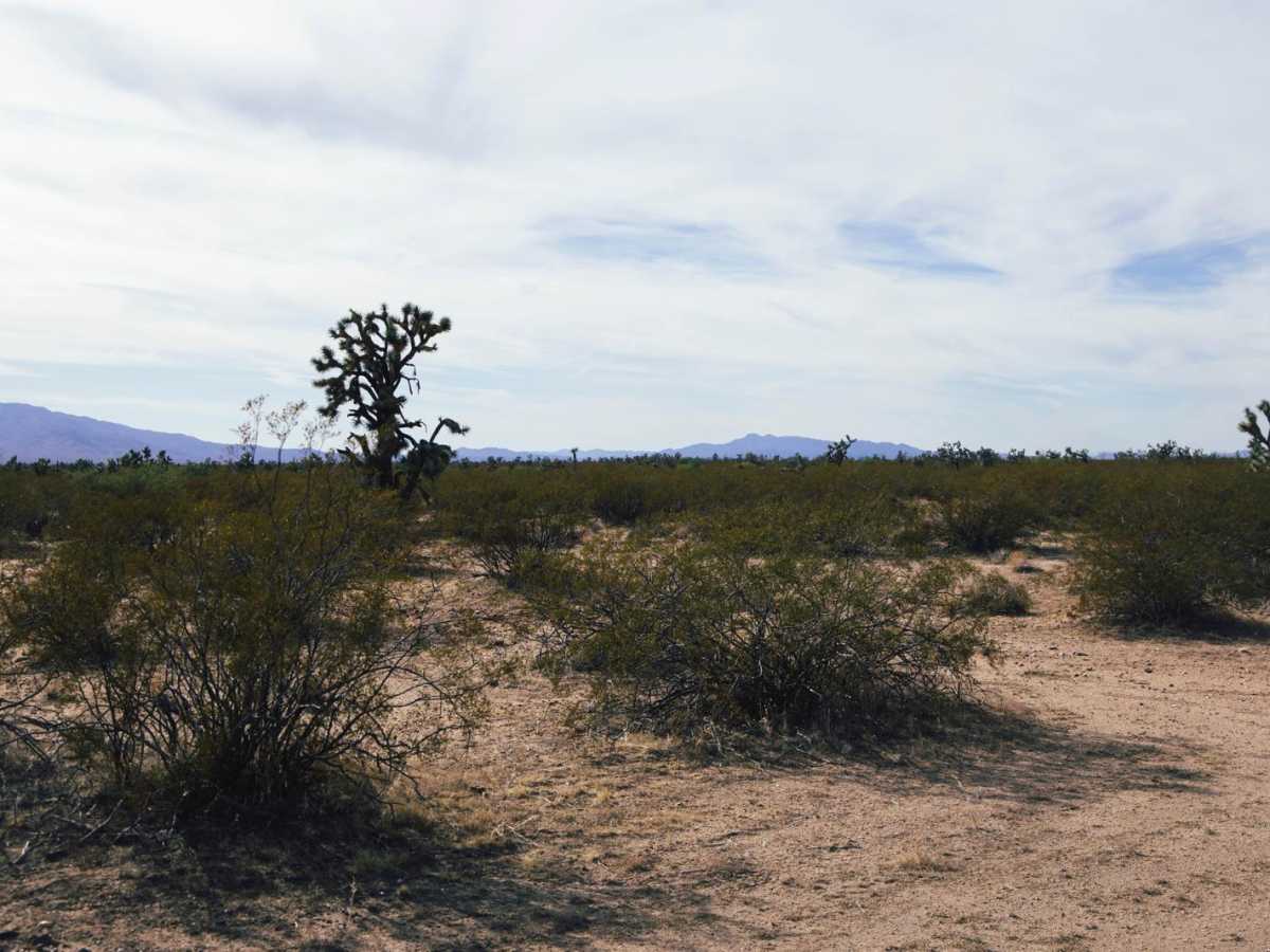 Black Mountain Camp photo 3