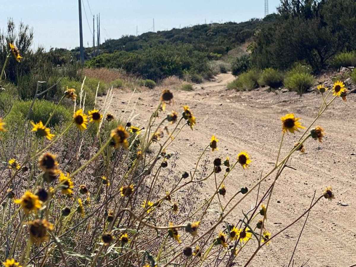 Mesa Colorado to El Hongo photo 4