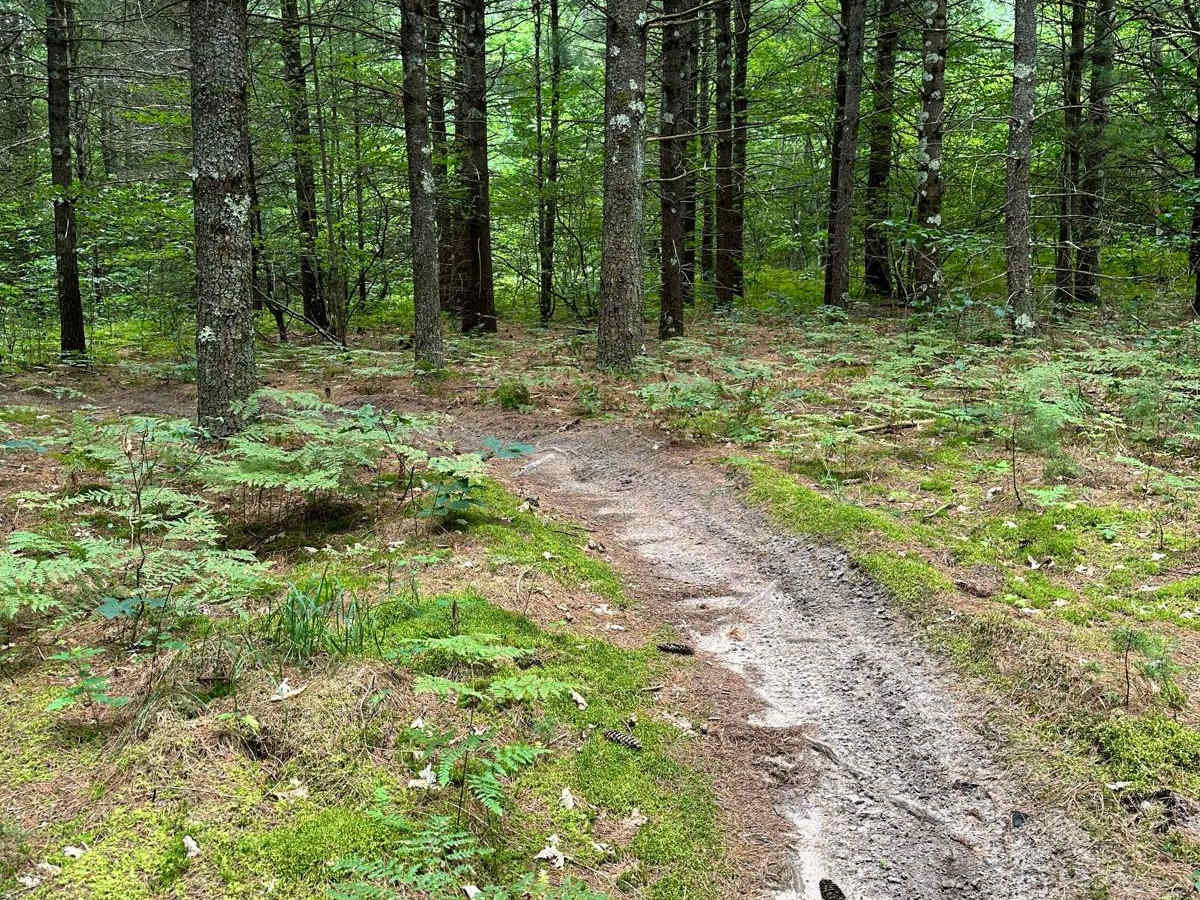 N/E Little Manistee Motorcycle Trail photo 6