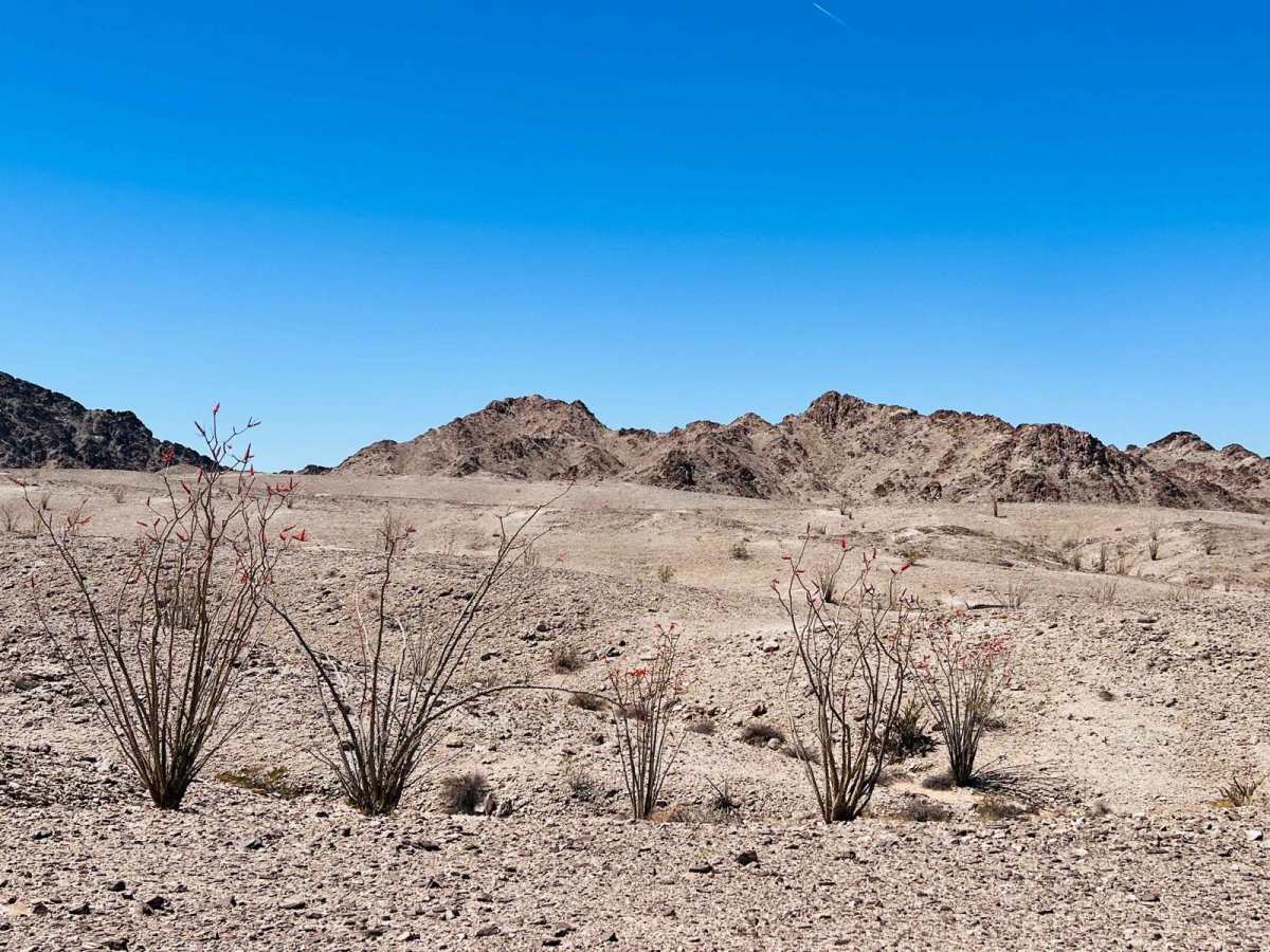 Ocotillo Out and Back 661 trail photo