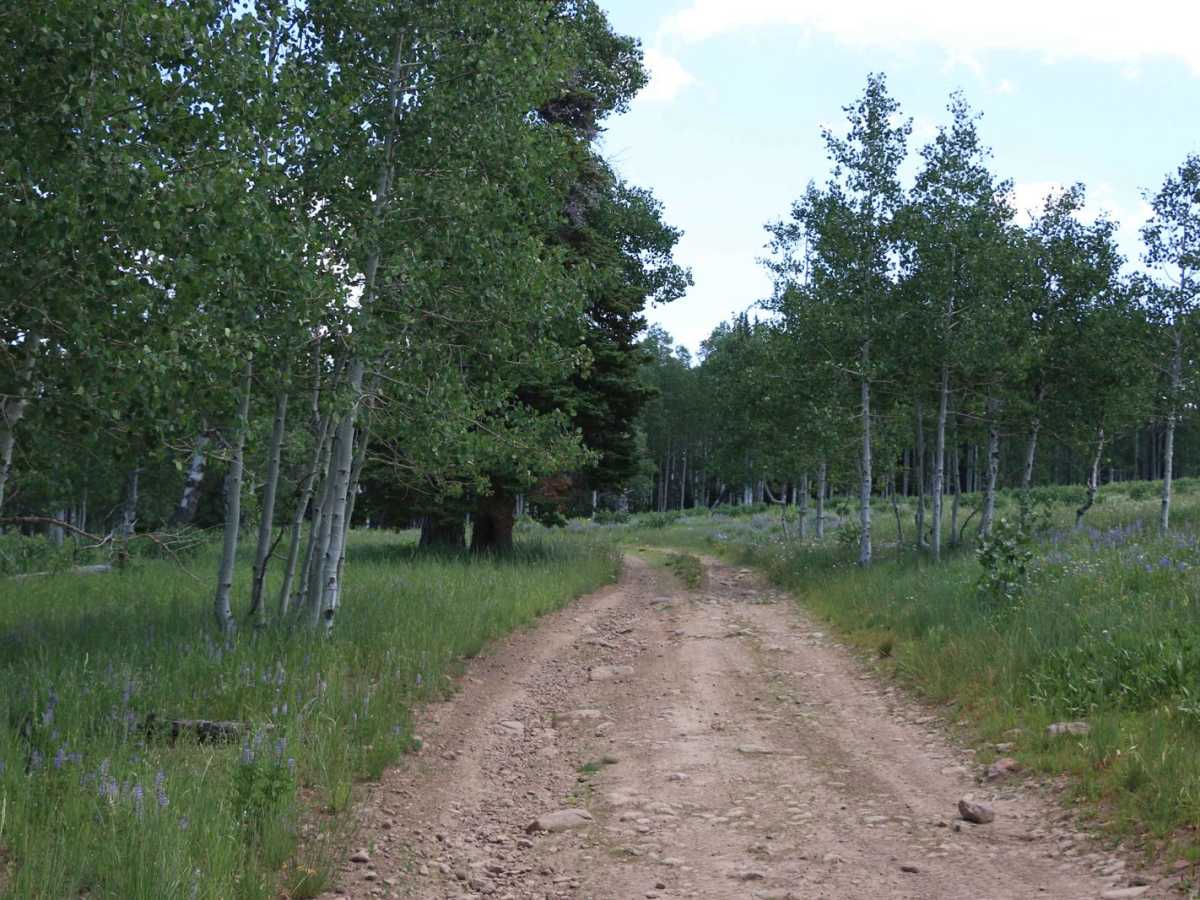 Buck Camp Hollow - FS 70439 photo 4