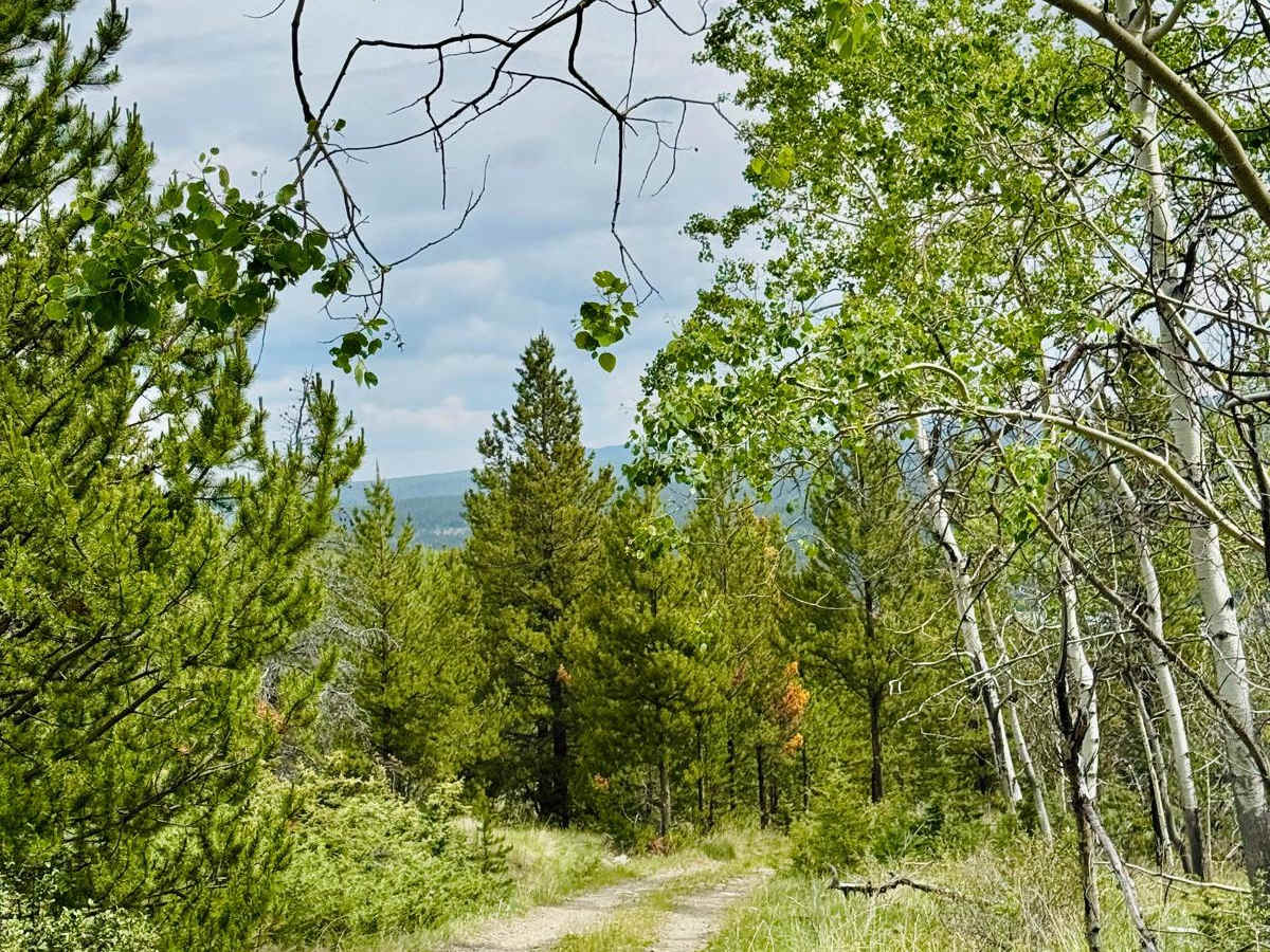 Tsuniah Lake Recreation Site FSR photo 2