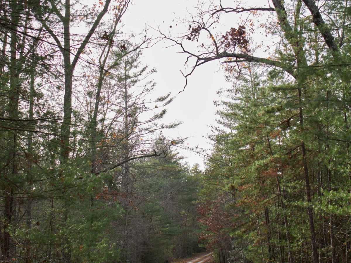 Chattooga River - FSR 769 photo 5