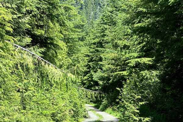 West Side East Fork Humptulips Valley Trail