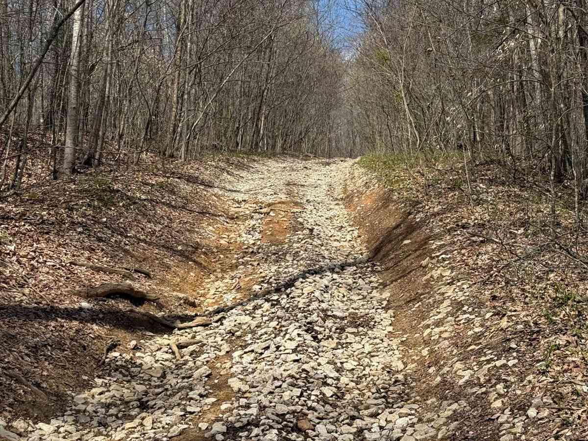 Billey Fork Road trail photo