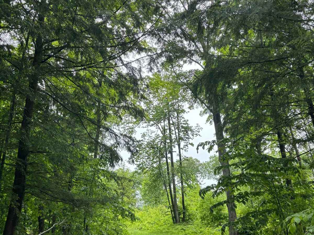 Forest Road 2619 trail photo