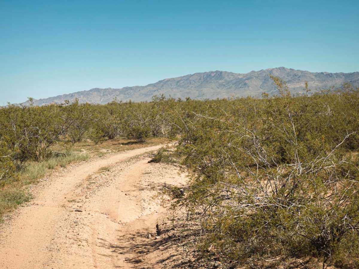 Creosote Forest Run photo 6