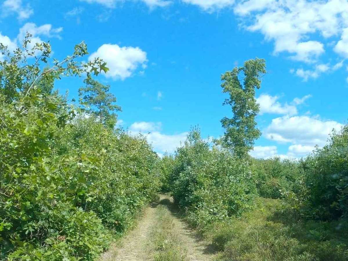 Whisker's Trail photo 5