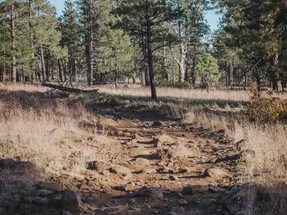 Iron Springs Connector trail photo