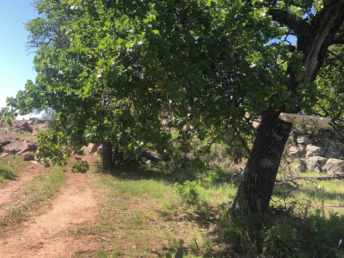 Most Wanted trail photo