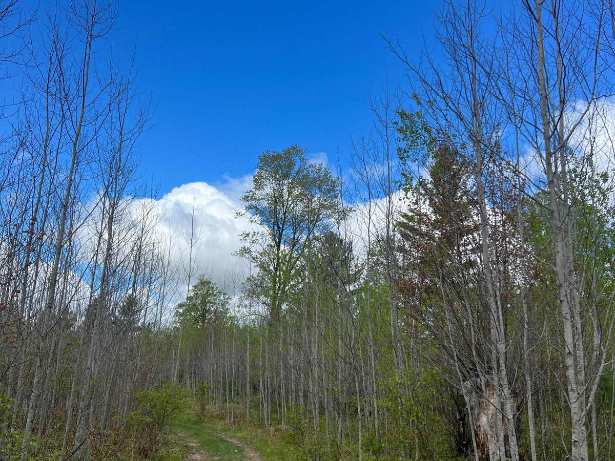 East Wheeler Creek Trail trail photo