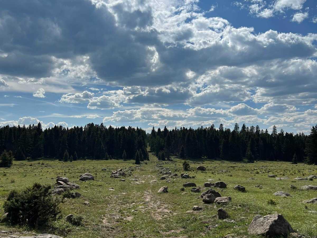 FR 99N Gemstone Shortcut trail photo