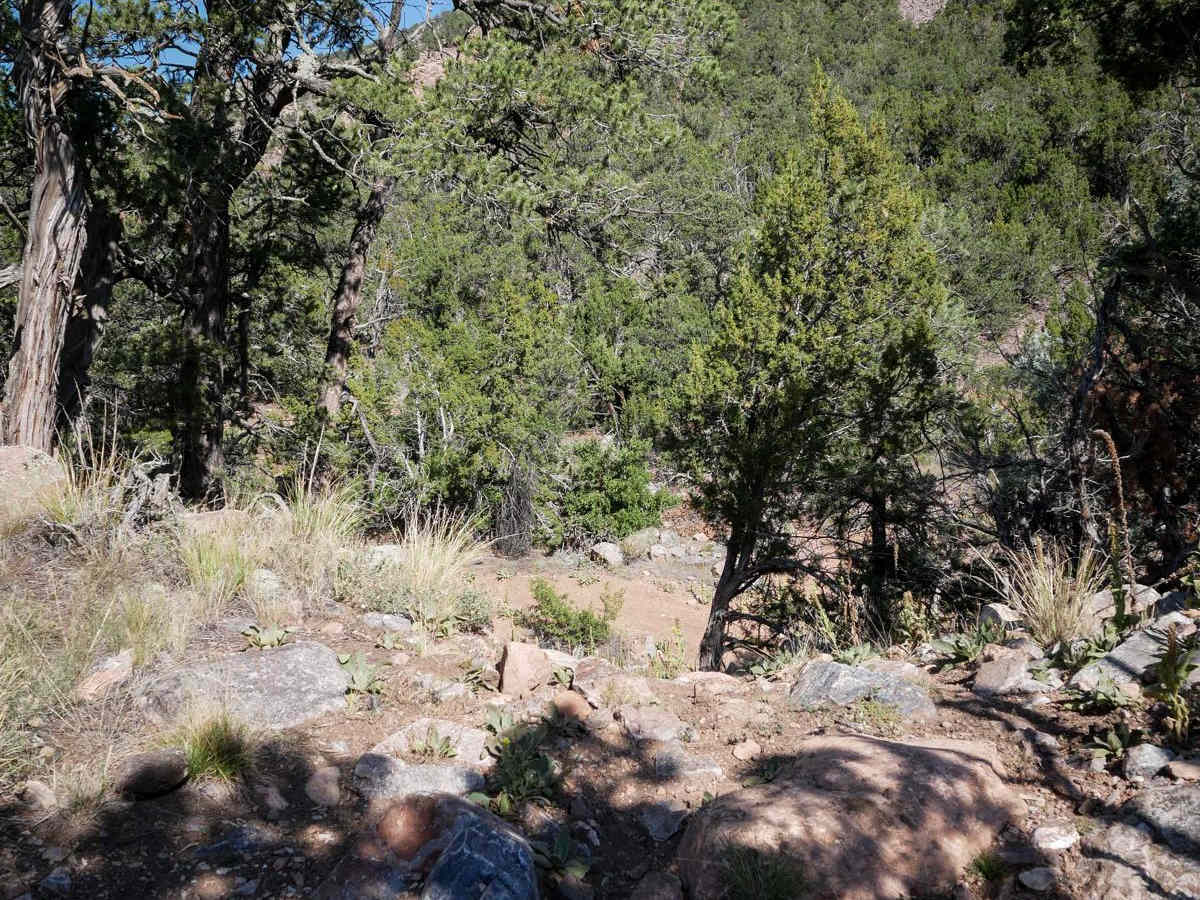Maverick photo 6