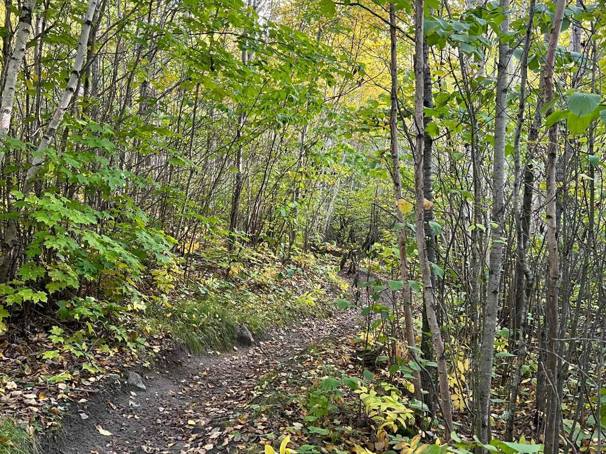 Paul Bunyan's Overgrown ATV Trail photo 6