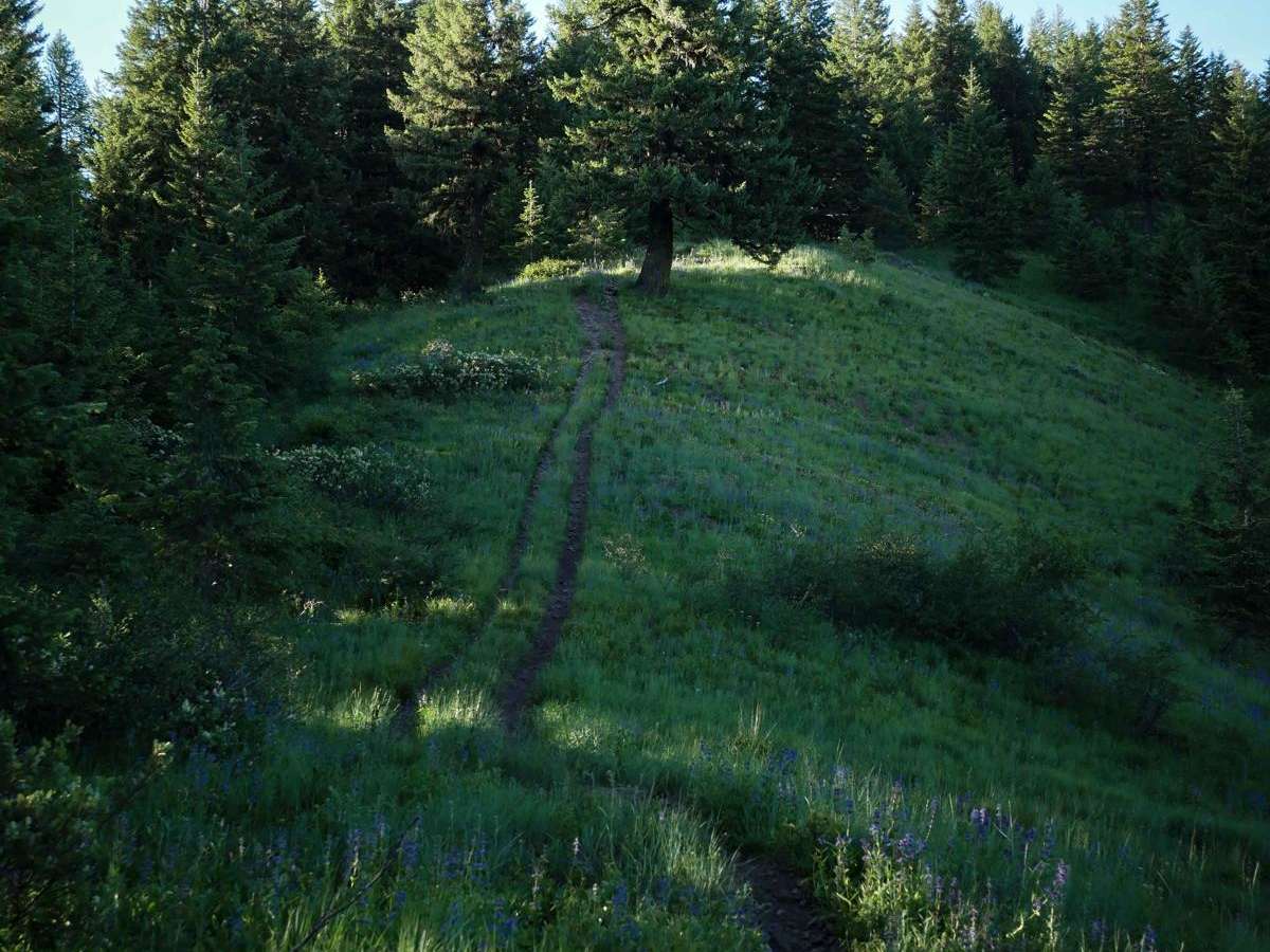 St Joe Divide NRT ATV (Kellogg Saddle to Dam Creek) photo 5
