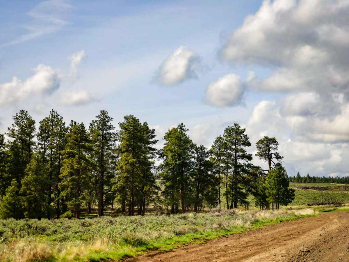 Quilomene Ridge Road trail photo