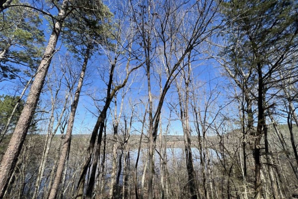 Hollis Trail 174