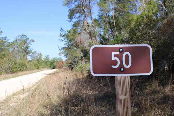 Ocala National Forest | Trail 50