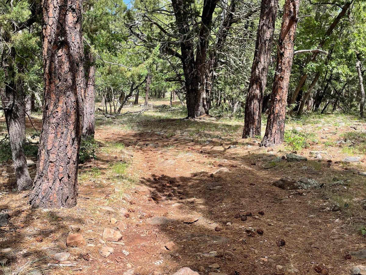 Scrub Oak Bypass photo 3