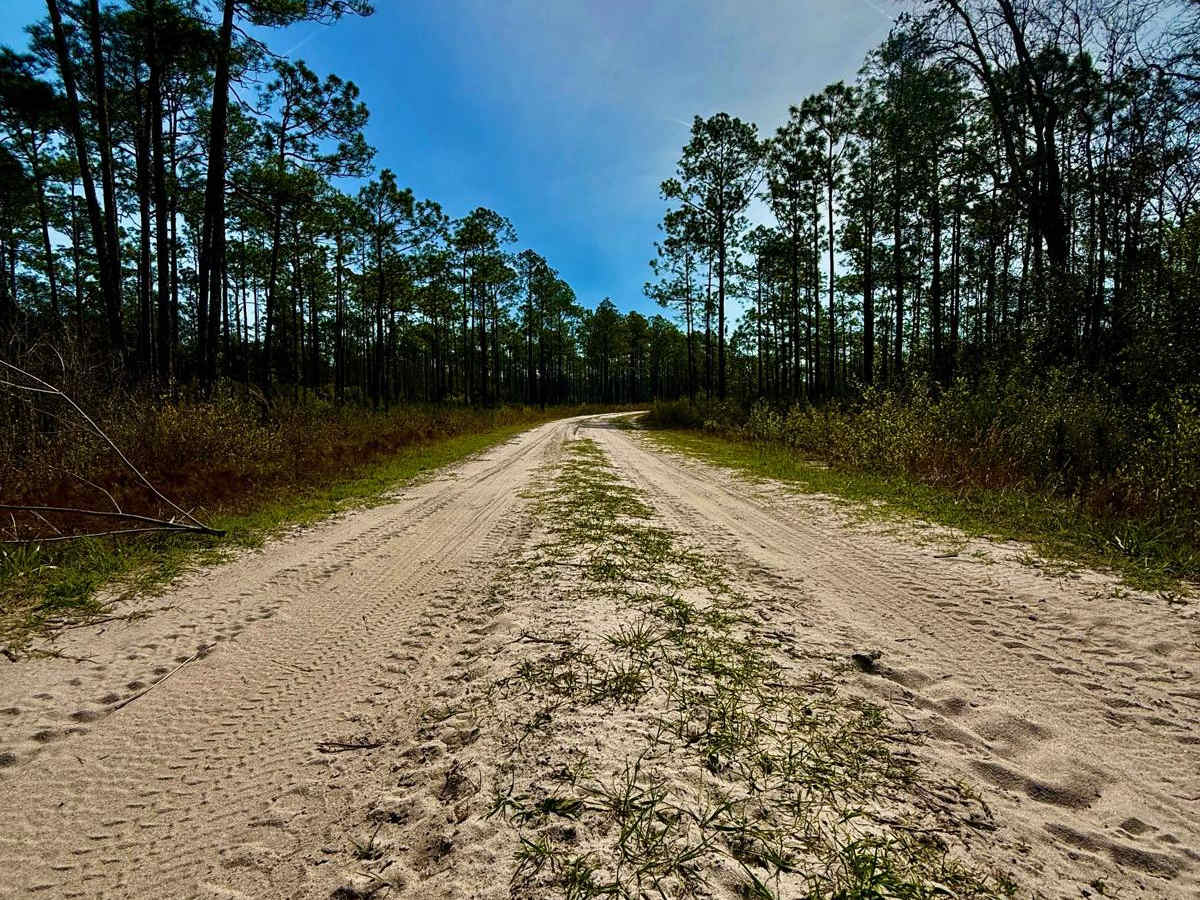 Ranger Trail - FS 312 photo 5
