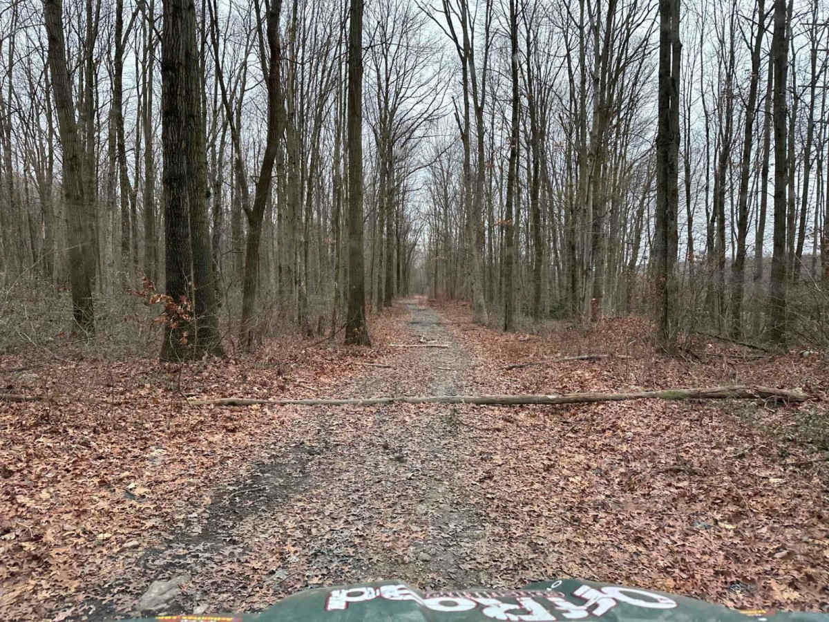Locust Gap 26 photo 3