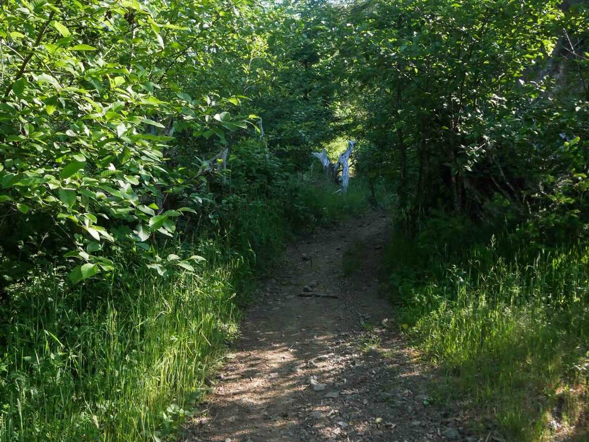 #135 trail photo