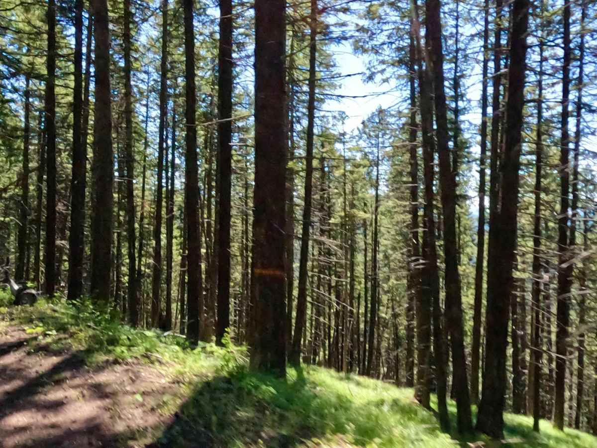 Pardee Cr. Rd-Ninemile Rd (97) photo 6