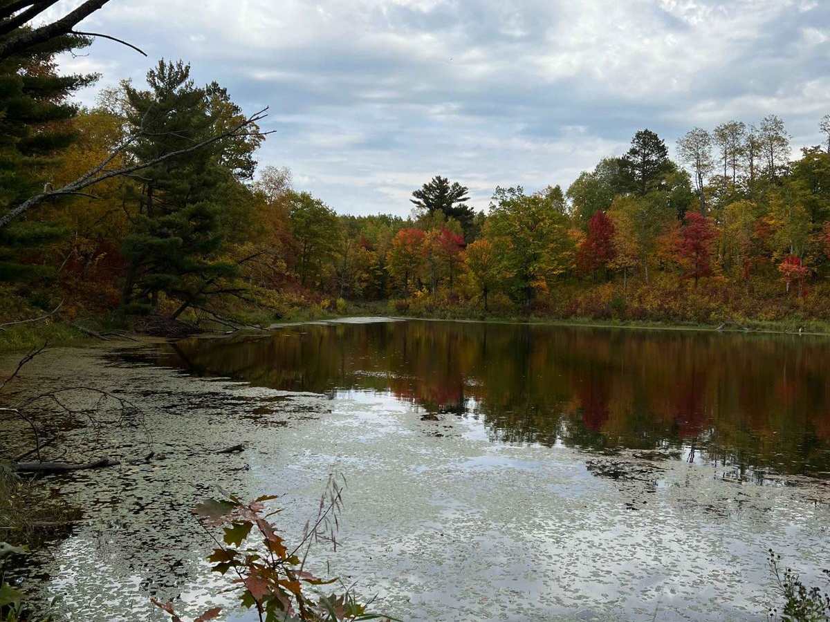 Parkway Forest Road trail photo