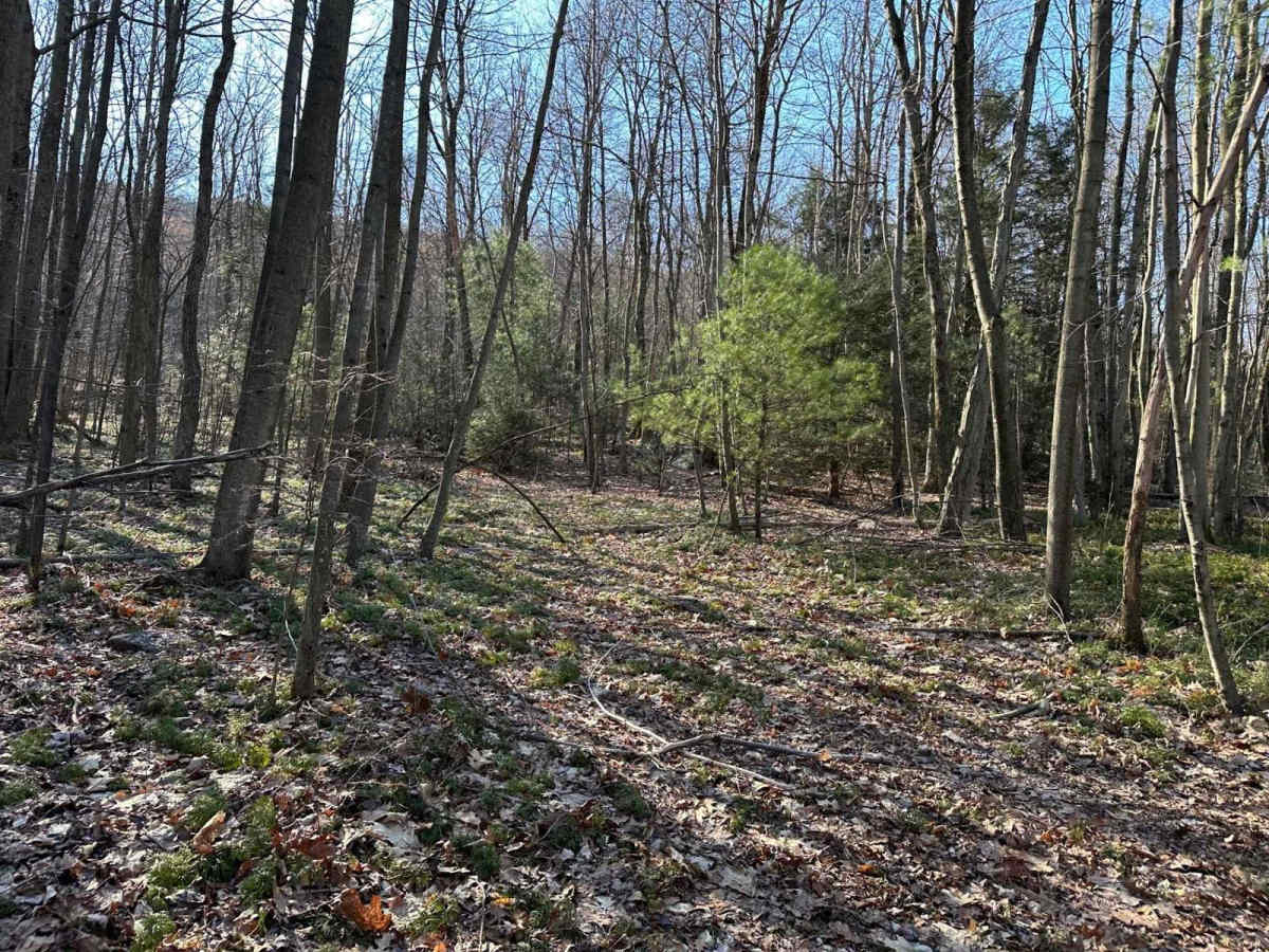 Tower City 29 trail photo