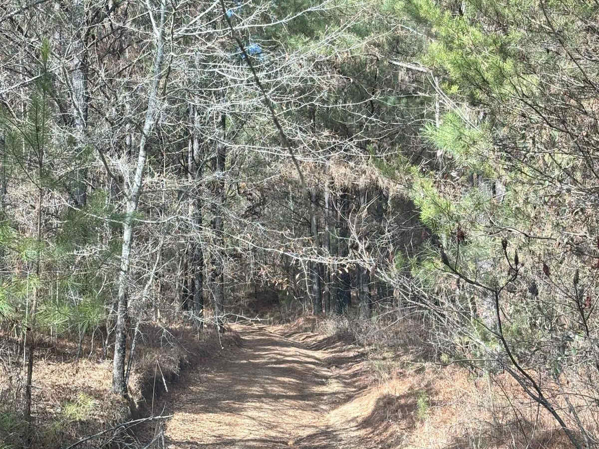 Snake Road photo 2
