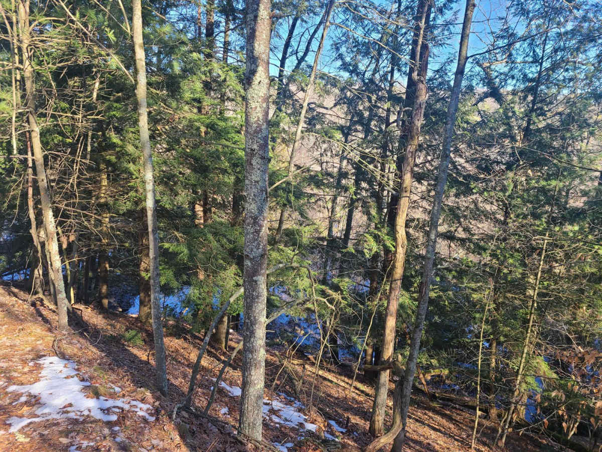 Forest Road 9100 photo 5