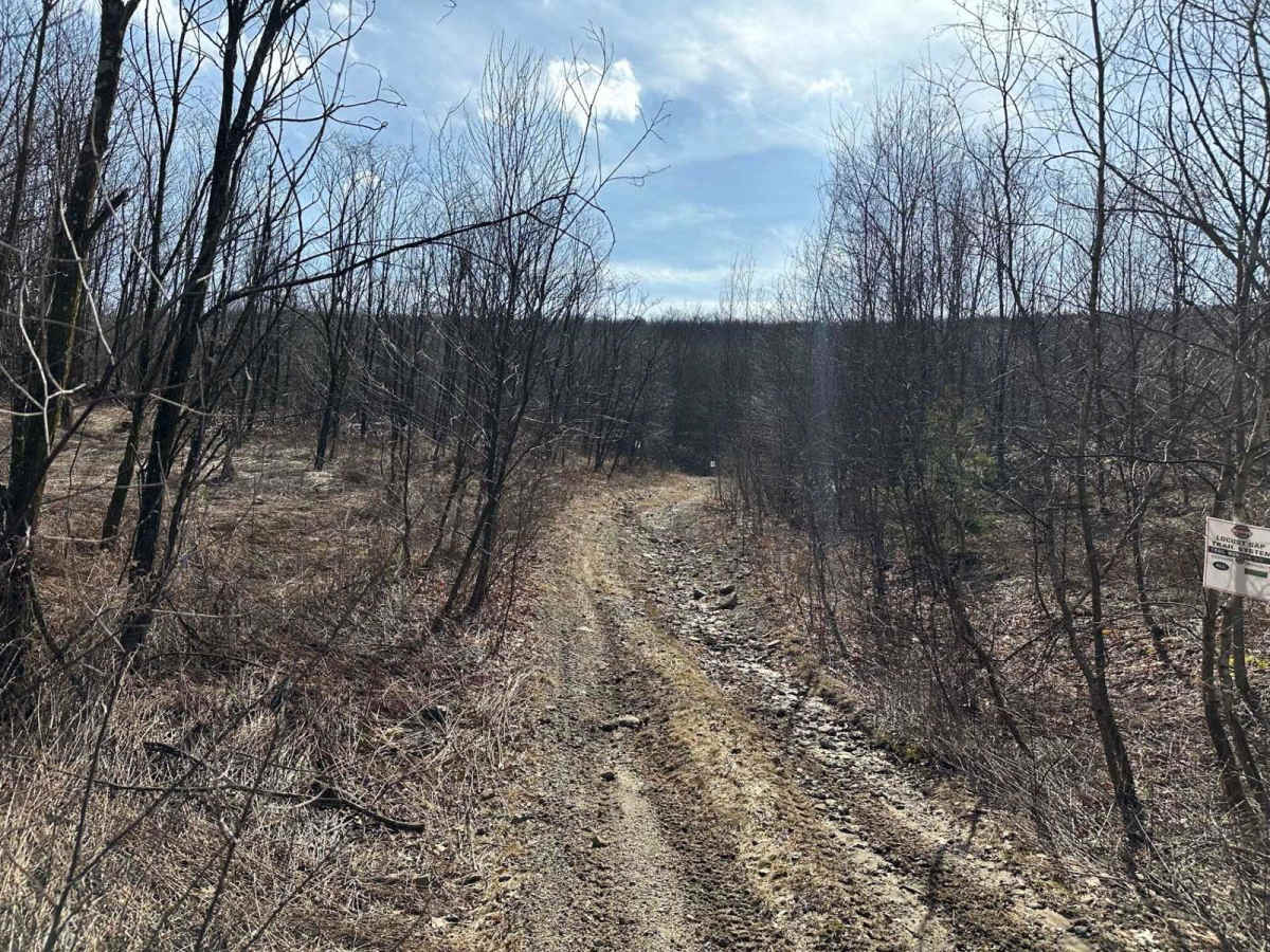 Locust Gap 39 photo 2