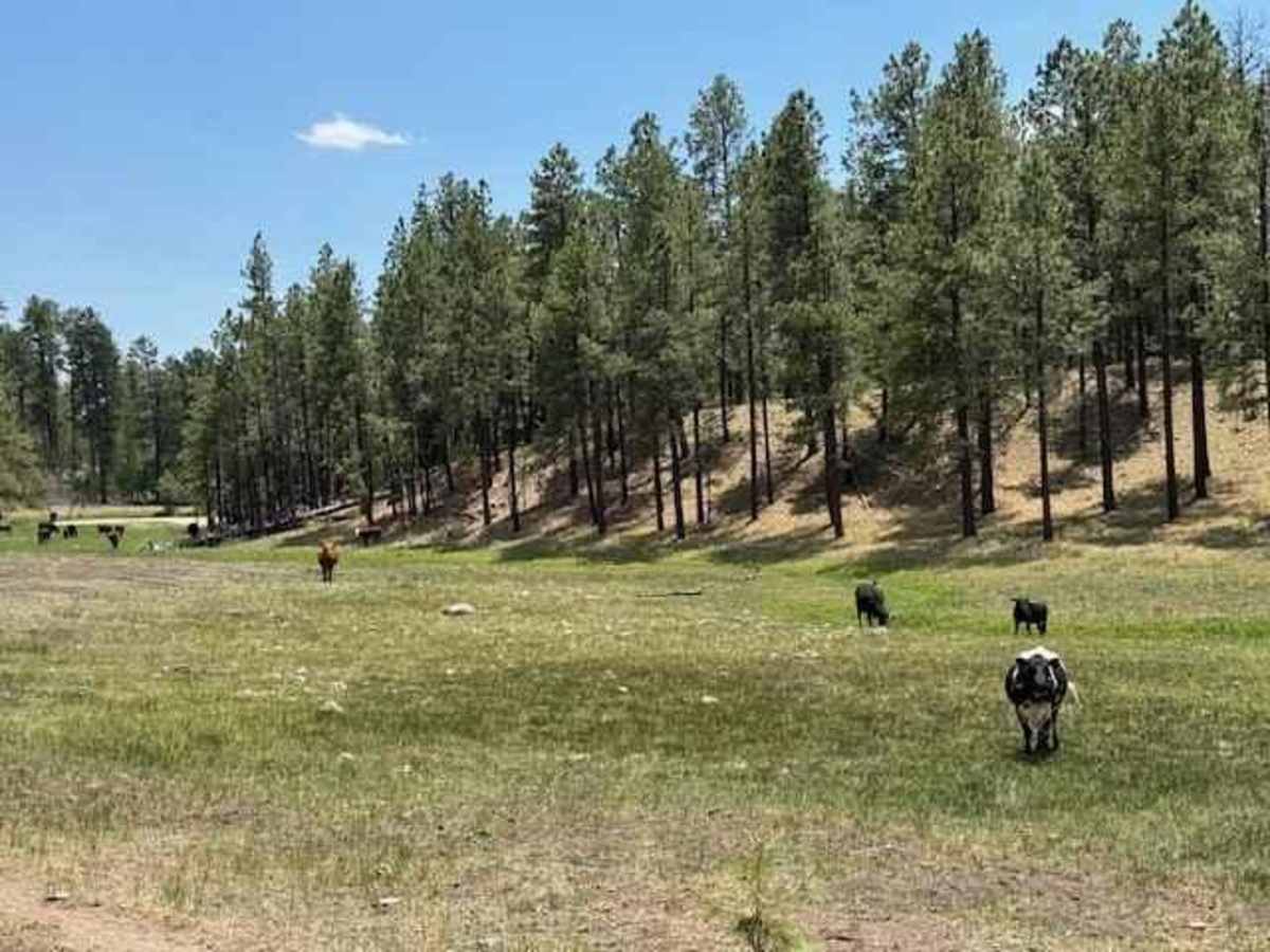 Meadow Loop photo 4