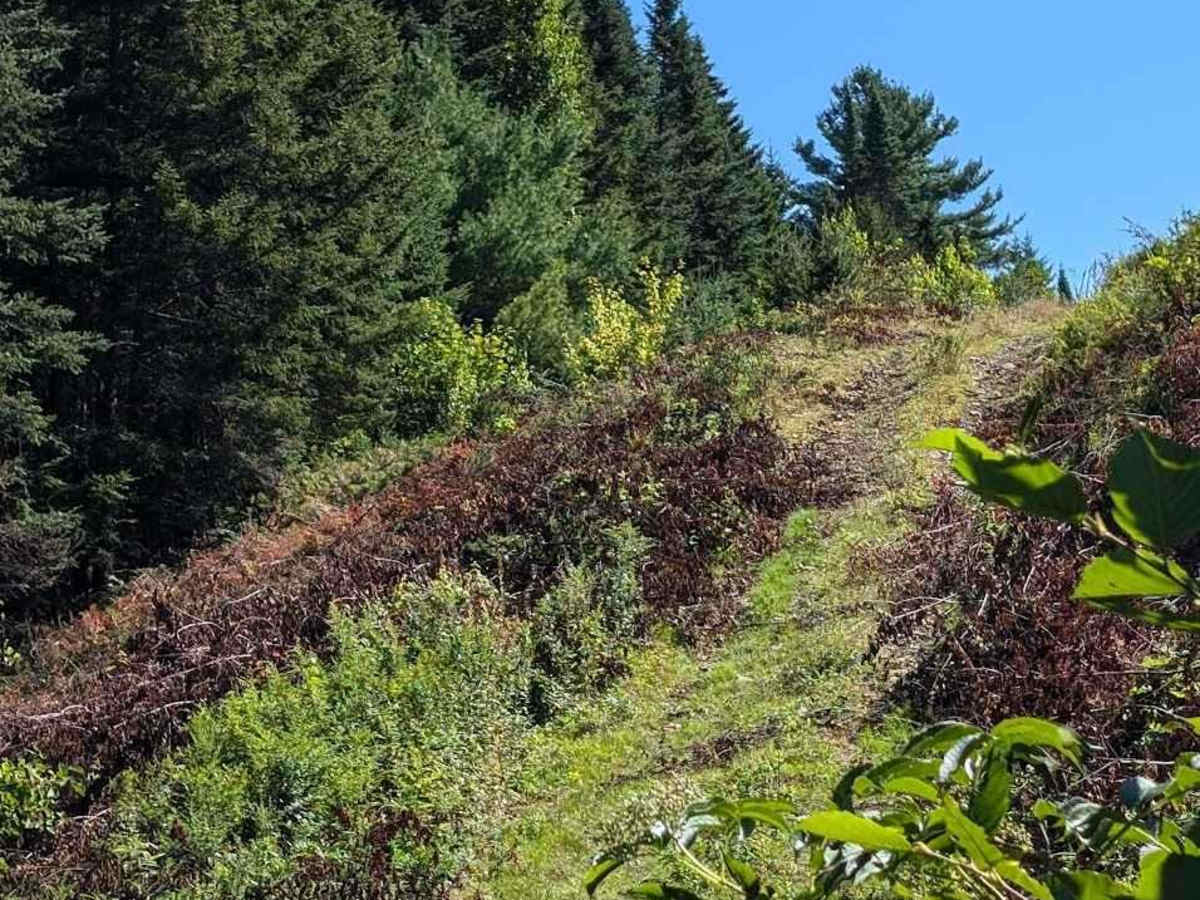 Old Springhill Loop photo 4