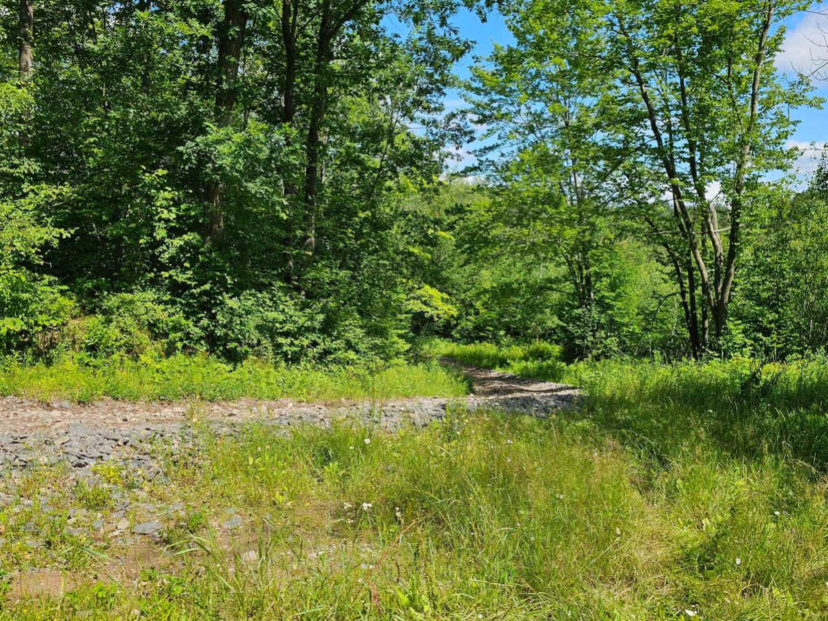Bloomer County Forest Trail photo 5
