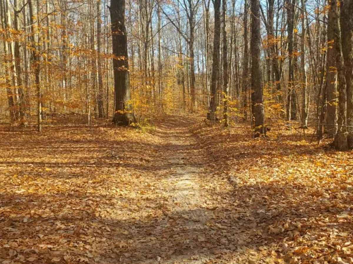 Trail 7325 photo 3