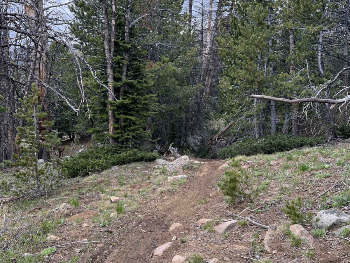 Park Fork-Lake Fork photo 3