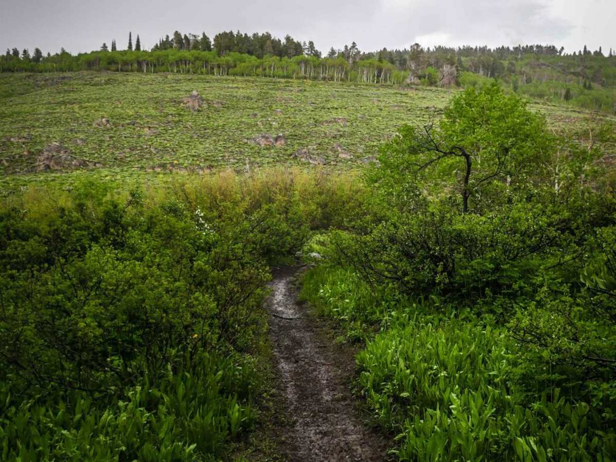 Fawn Spring trail photo