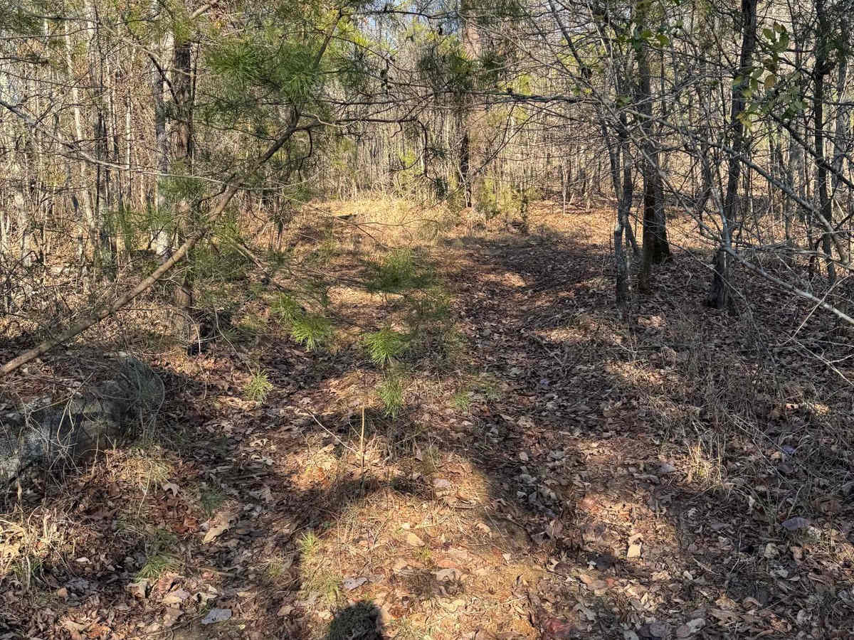 #59 Belt Line photo 4