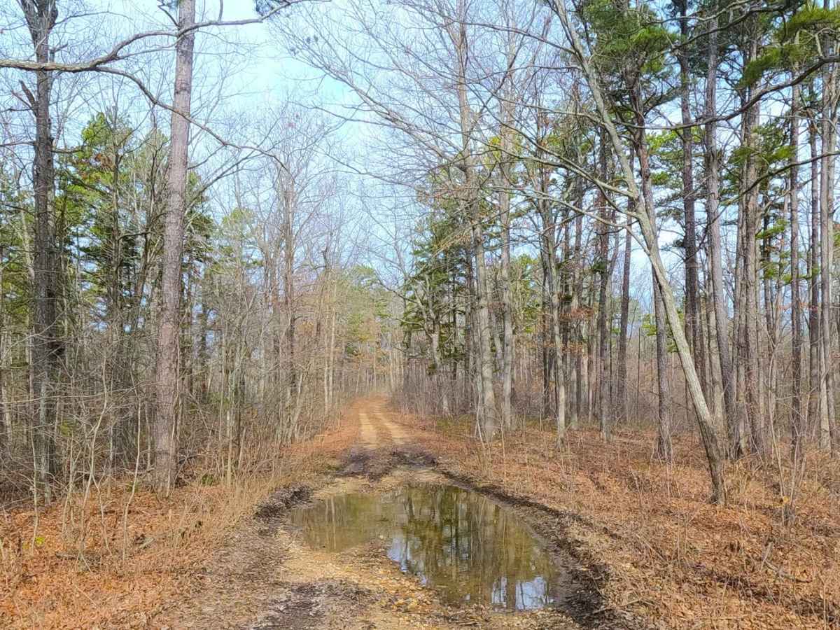 Trace Branch - FS 2225 photo 4