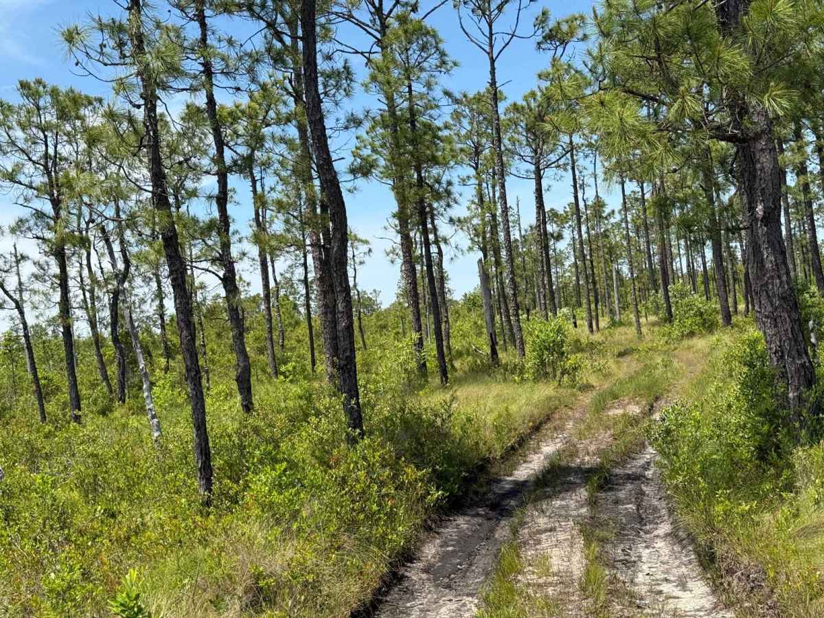 Pringle Road Spur 3 photo 4