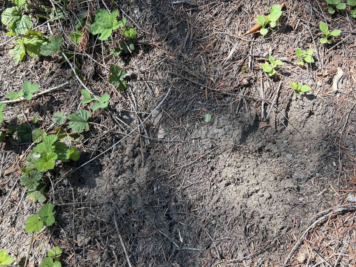 Bear Pass 1509 photo 6