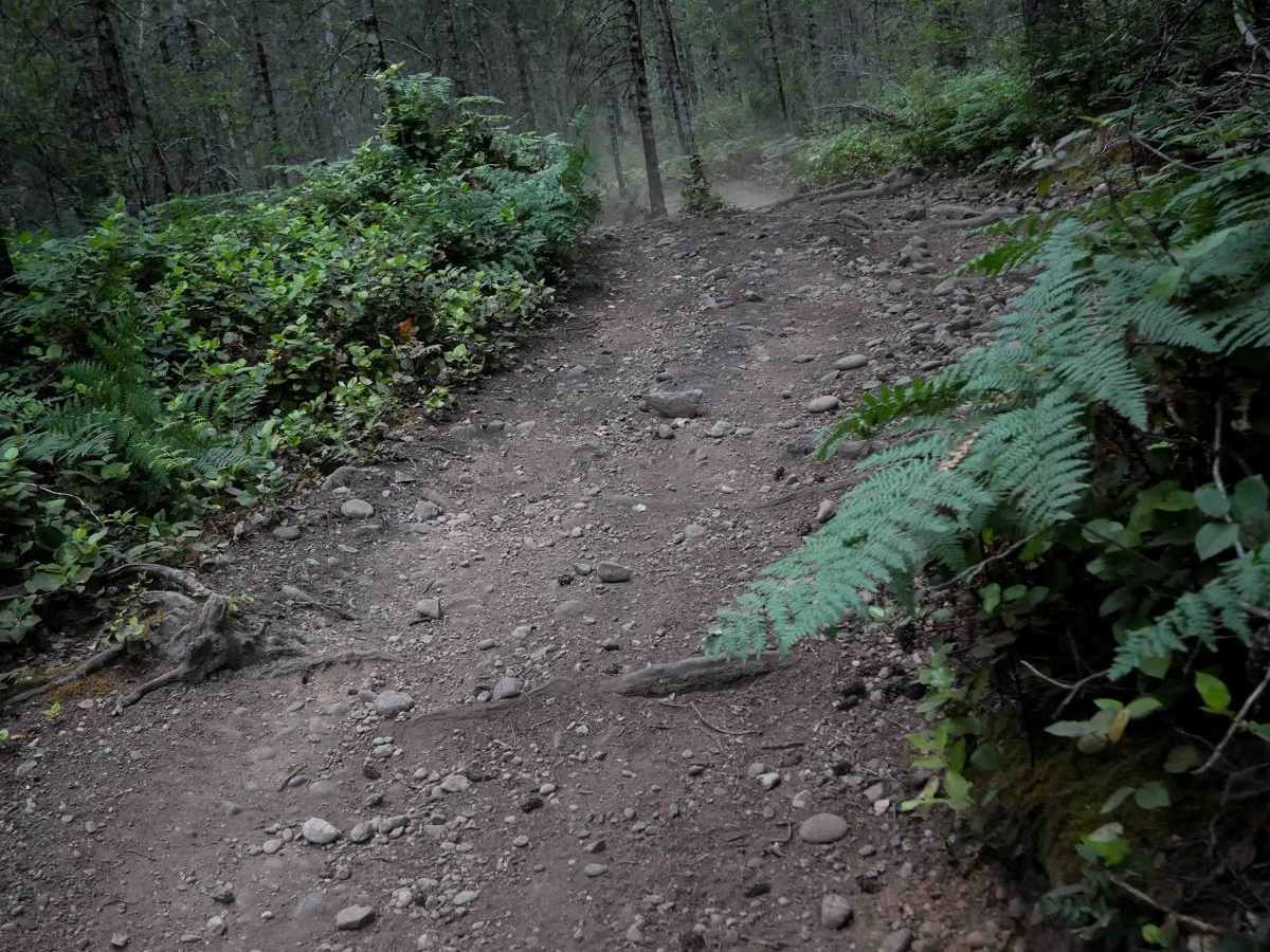 Sims trail photo