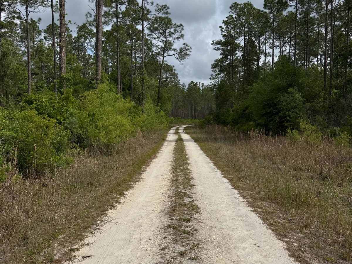 Little Suwannee Road - Osceola NF 291 photo 4