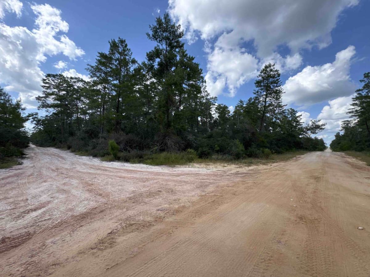Orange Hammock Trail - ONF 45 photo 3