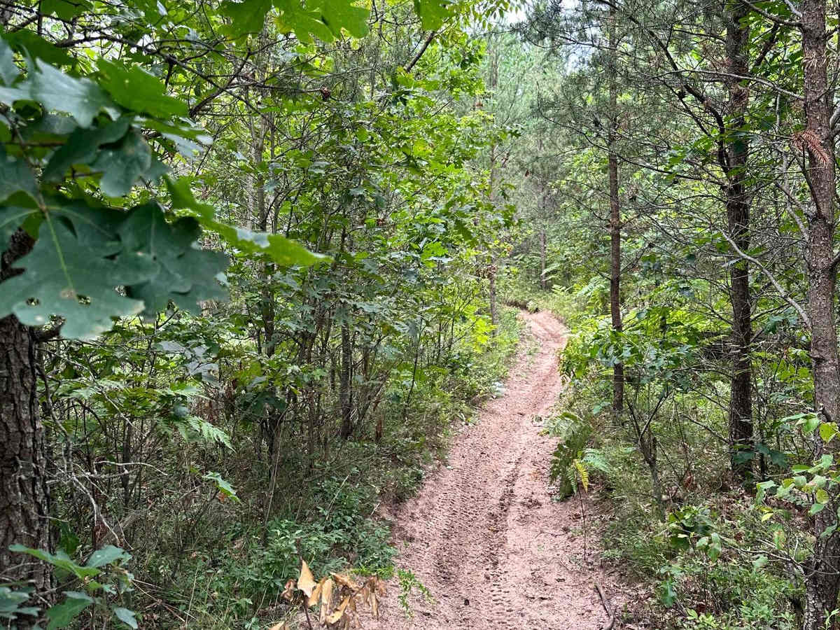 N/W Little Manistee Motorcycle Trail photo 3