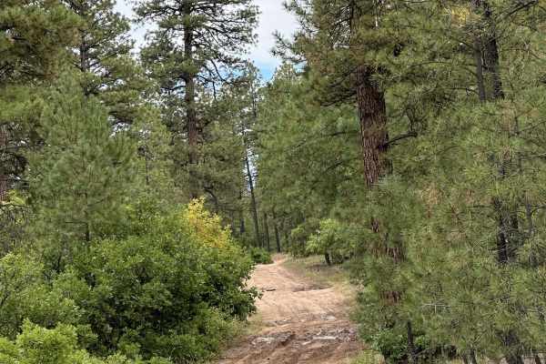 FR 461 Scrub Oak Loop
