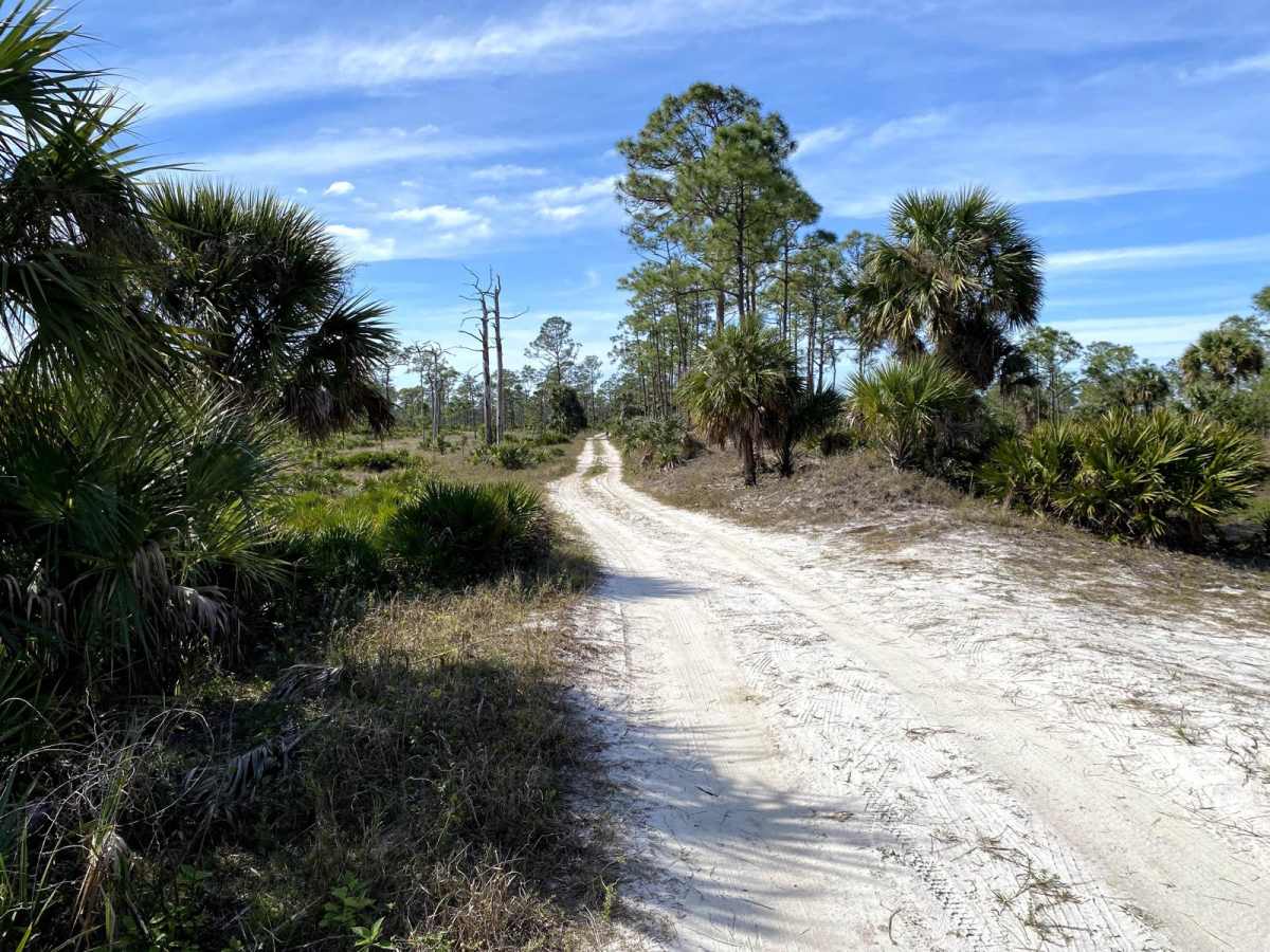 Road 1 - Babcock-Webb WMA photo 2