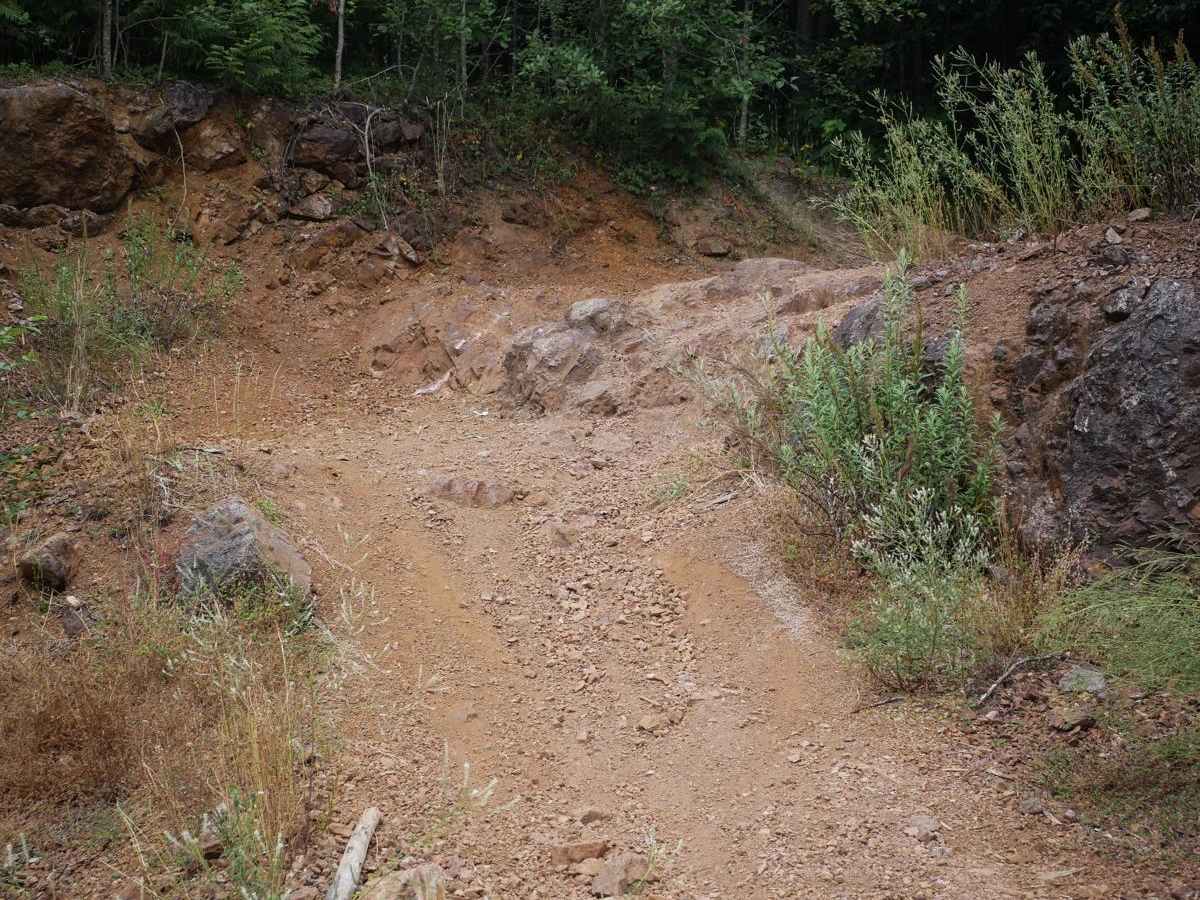 Coyote photo 4